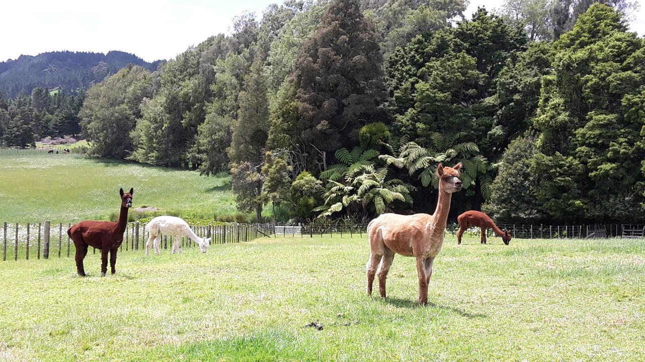 Kauri Vinegar Hill B&B 외부 사진